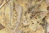 Dinosaur Tendons and Bones in Sandstone - Wyoming #228358-1